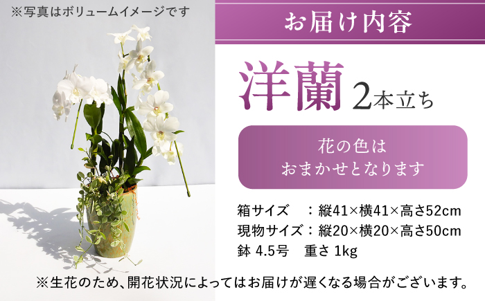 【 30セット 限定 】 デンファレ （ 洋蘭 ） 2本 立ち糸島市 / 和饗エコファーム株式会社蘭 洋蘭 デンファレ 花 インテリア お祝い 贈り物 [AVI005]