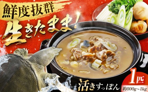 生きたまま届く！活きすっぽん 1匹 江田島市／平井興産株式会社 [XAC003]｜鍋 すっぽん 活きすっぽん 生きすっぽん 国産すっぽん 活魚 珍味 すっぽん鍋 すっぽん料理 高級食材 冬鍋 スタミナ料理 コラーゲン料理 だし用 旨み 鍋食材 家庭用 すっぽんスープ 鼈 スッポン スッポン肉 鍋料理 濃厚 グルメ リピート ギフト 人気 おすすめ 高品質 好評 広島県産