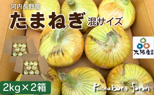 【令和8年度産】玉ねぎ 2kg×2箱 ｜ 混サイズ 玉ねぎ たまねぎ タマネギ 玉葱 カレー シチュー 肉じゃが スープ サラダ 人気 大阪 河内長野 kawabata farm 料理  国産 エコ農産物 甘い玉ねぎ 野菜 食育 安心 安全