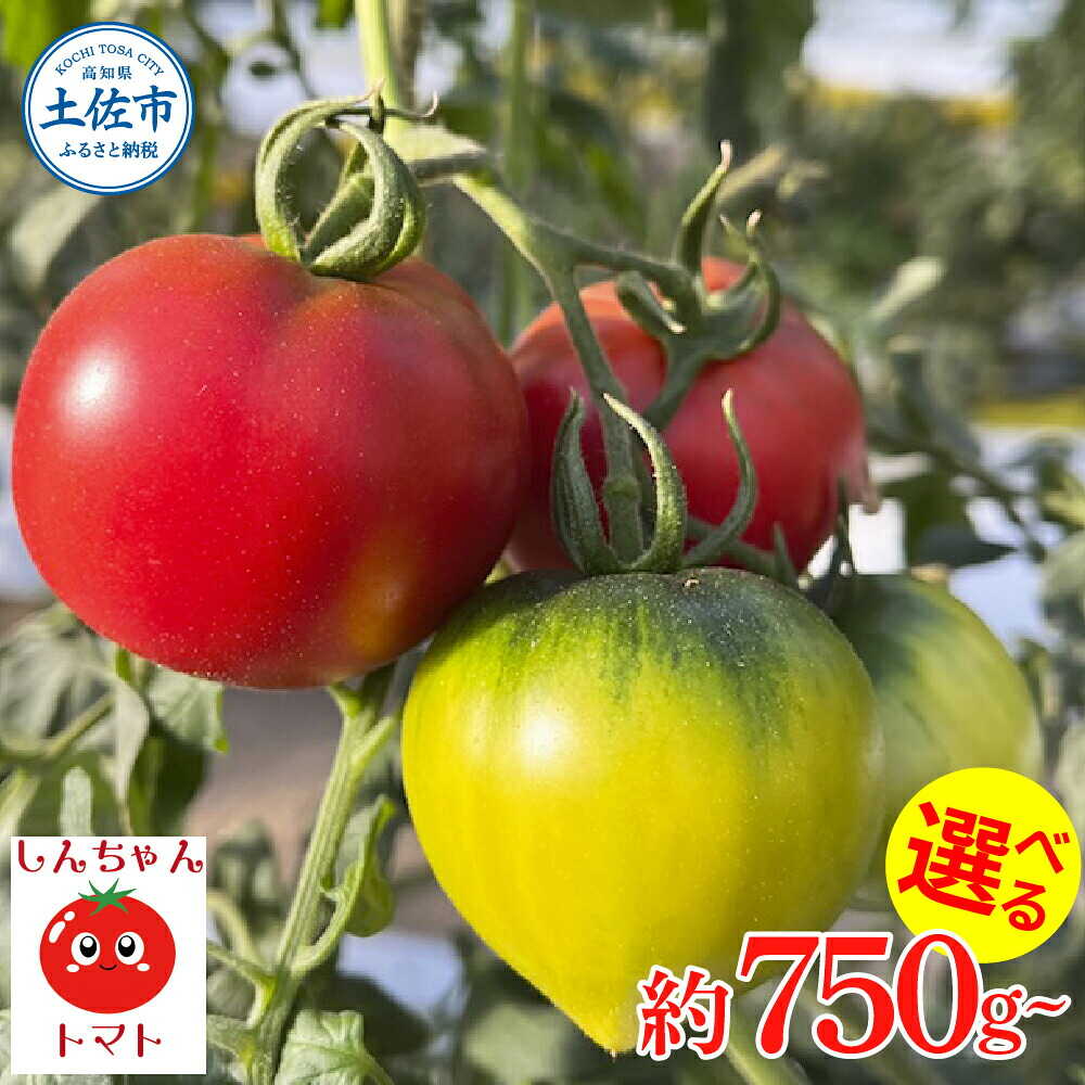 【ふるさと納税】【先行予約】【選べる内容量】糖度 9度以上 しんちゃんトマト 約750g~約2.25kg (小〜大玉サイズ) トマト 高知 国産 甘い 新鮮 フルーツトマト 産直 野菜 お取り寄せ 高知県土佐市/しんちゃんトマト[BQCG001]