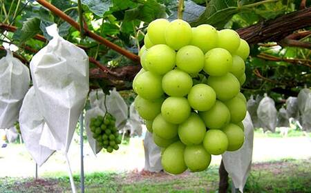 【先行予約 2026年度発送】♪フルーツ王国山形 シャインマスカット1.2kg 9月発送 マスカット ぶどう ブドウ 葡萄 デザート フルーツ 果物 くだもの 果実 食品 山形県 FSY-2555