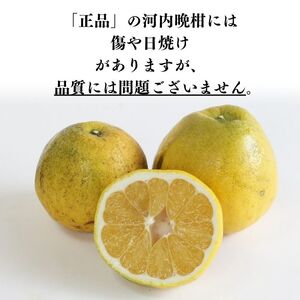【訳あり】 河内晩柑 （愛南ゴールド）5kg 木取り完熟 樹齢25年 吉本農園 柑橘 みかん 愛南ゴールド 蜜柑 グレープフルーツ ゼリー ジュース アイス 果物 フルーツ サイズミックス 規格外 愛