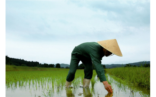 福顔酒造 厳選 日本酒飲み比べ300ml × 12本セット 新潟県 日本酒 【027S002】