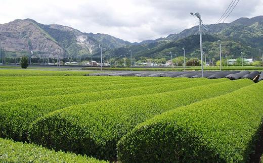 伊勢茶 かぶせ茶 ティーバッグ 5g×100回分