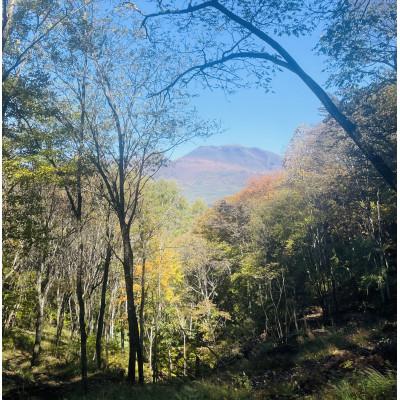 ふるさと納税 御代田町 林業芸術社　2年乾燥薪(広葉樹約22cm /約10Kg分/中割り〜)御代田町面替 |  | 02