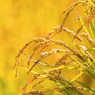 ふるさと納税 富良野市 令和6年産　富良野産精米「ななつぼし」5kg |  | 02