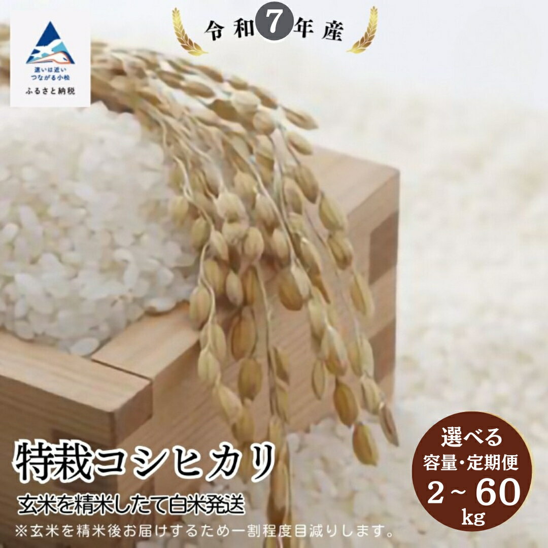 【ふるさと納税】特栽コシヒカリ 精米 選べる 2kg / 5kg / 10kg / 定期便 （玄米を精米したて白米発送） お米 米 白米 2キロ 5キロ 10キロ 石川県 小松市【のむら農産】017015