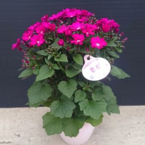 【ふるさと納税】木立性セネシオ　貴凰（キオウ） 5号鉢 鉢植え 園芸品種 [ 園芸 お取り寄せ ギフト 観賞用 花 フラワー 鉢植え 生花 お洒落              返礼品 三豊市 三豊園芸 