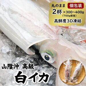 【便利な個包装】高級朝とれ白いか　2杯セット(2杯×300～400g)700g前後　高鮮度3D凍結【配送不可地域：離島】【1515778】