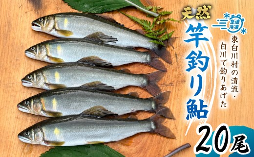 
                  天然鮎 20尾 国産 冷凍 竿釣り 鮎 あゆ アユ 川魚 天然 清流 魚介 海鮮 おかず おつまみ 食品 白川清流 冷凍 急速冷凍 真空パック 岐阜県産 東白川村 川釣り
                