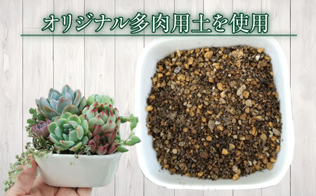 多肉植物の寄せ植え （10×10cm） 多治見市 / 多肉SHOP KATIE ケイティ 多肉ケイティ 多肉ショップケイティ 観葉植物 多肉 植木鉢[TGF001]