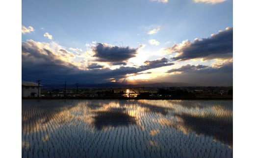 特別栽培米　コシヒカリ　5kg　令和7年産　雪蔵銀ぴか米 　会津　喜多方【07208-0682】