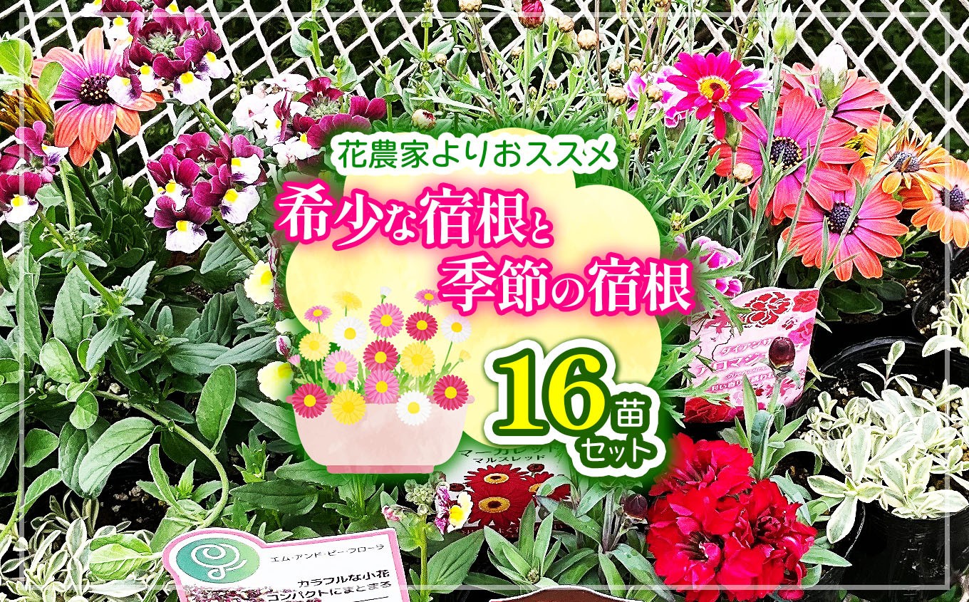 
                  花農家よりおススメ希少な宿根と季節の宿根セット16苗 | おすすめ 育てやすい 宿根草 セット かわいい きれい 彩り 華やか 兵庫県 上郡町
                