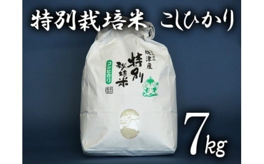 a15-216　新米 令和6年産　特別栽培米 こしひかり