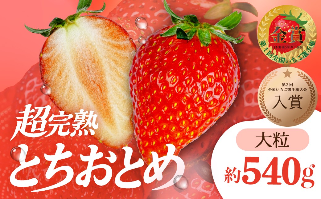 いちご イチゴ 苺 とちおとめ 大粒 いちご イチゴ 苺 とちおとめ 大粒