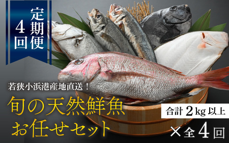 【定期便】全4回(3ヶ月毎発送)【加福鮮魚】「若狭小浜港産地直送」旬の天然鮮魚お任せセット！地魚 下処理済み 刺身 煮魚 焼き魚