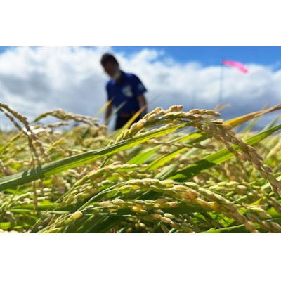ふるさと納税 砂川市 先行予約 米 令和8年 ゆめぴりか 玄米 30kg [JA新すながわ 砂川市 12260853] |  | 01