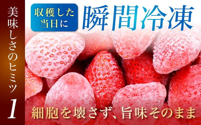 完熟 大粒 いちご イチゴ 冷凍 フローズン フルーツ 果物 ストロベリー 紅ほっぺ 苺 冷凍苺 冷凍いちご デザート