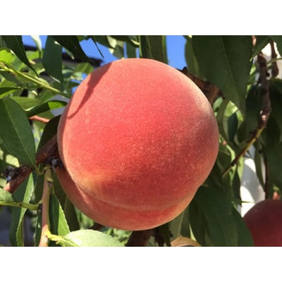 【数量限定!】白桃 訳あり 約2.8kg(5-14玉) 8月上旬以降順次発送予定【配送不可地域：離島・北海道・沖縄・東北・中国・四国・九州】【1509632】