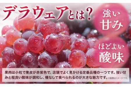 【先行予約】デラウェア ぶどう 約500g(2-4房) フルーツ 果物《2026年6月中旬-7月上旬頃出荷》和歌山県 岩出市 送料無料 一大産地