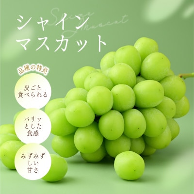 シャインマスカット 約2.8kg (4房)【2026年発送】茨城県産フルーツ 人気のぶどう【配送不可地域：離島・沖縄県】