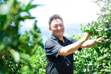 【愛媛名産】玉宝ブラッドオレンジ(タロッコ)　3kg【D64-69】【1621811】 YWTY058