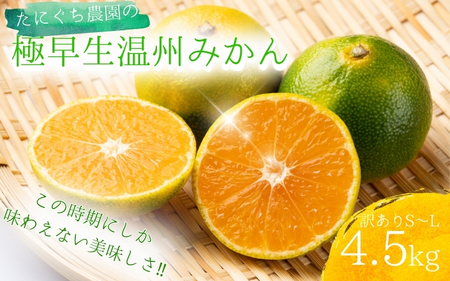 わけあり 訳あり ご家庭用 家庭用 不揃い 極早生 早生 温州 みかん 蜜柑 / 訳あり品 ご家庭用 S-Lサイズ不揃い たにぐち農園の極早生温州みかん(マルチ栽培)4.5kg【2025年9月下旬～10月下旬に順次発送】【mtn016A】