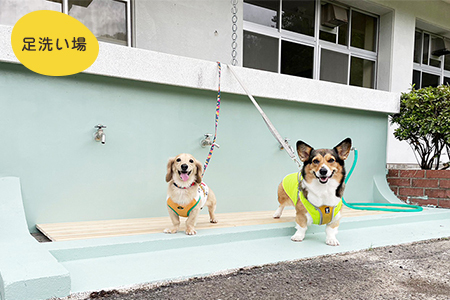 マメノキドッグパーク　ドッグラン 年間パスポート（犬1匹＋人2人） 特典付き