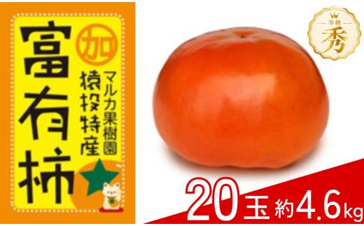 ＜先行受付＞富有柿 約4.6kg(20玉)【2026年11月上旬以降順次発送】| 柿 先行予約 先行受付 かき ふゆかき 家庭用 贈答用 秀 ギフト 果物 フルーツ 先行予約 富有柿 マルカ果樹園 愛知県 豊田市