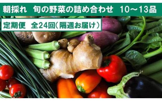 『定期便 全24回』【隔週お届け】朝採れ旬の野菜の詰め合わせ【セット 新鮮 野菜 毎月  人気 おすすめ 高知県 南国市】