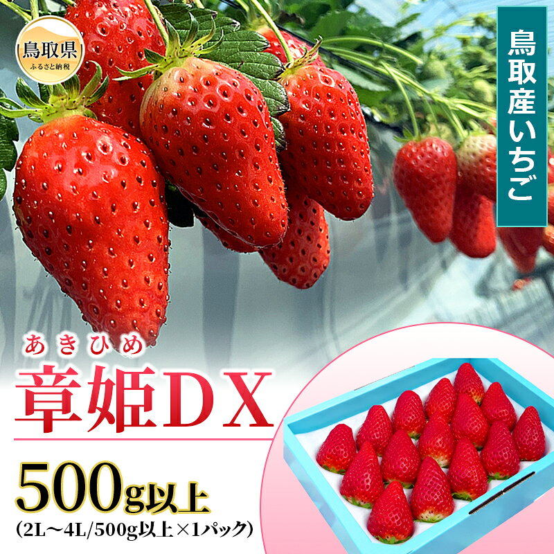 【ふるさと納税】鳥取産いちご　章姫　あきひめ　DX　500g以上　甘くて大きく美味しい　とみハウス【期間・数量限定】_T2600527