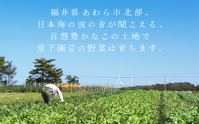 【先行予約】農家直送 冬野菜セット 1箱 7品目以上 《元気に育った新鮮野菜！》※2026年12月上旬以降発送 [aw028-a011]