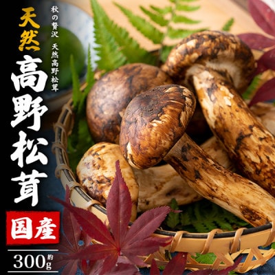国産　天然高野松茸　約300g【配送不可地域：離島・北海道・沖縄県】