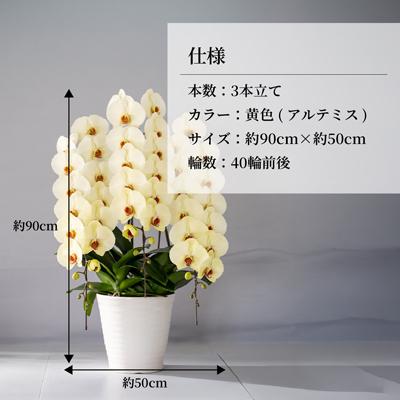 ふるさと納税 北本市 胡蝶蘭 黄色 アルテミス 大輪 3本立て |  | 01