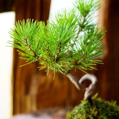 ふるさと納税 酒田市 禅スタイルシリーズ　苔玉　「酒田の黒松」 |  | 02