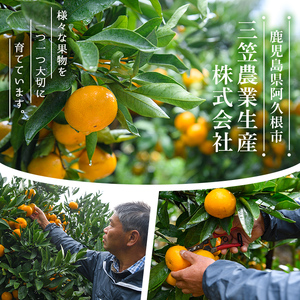 ＜先行予約受付中！2026年2月上旬以降順次発送予定＞数量限定！鹿児島県産 はるか(約9kg) 国産 柑橘 果物 果実 くだもの フルーツ 旬 デザート 期間限定 数量限定 鹿児島県産 阿久根市産 樹