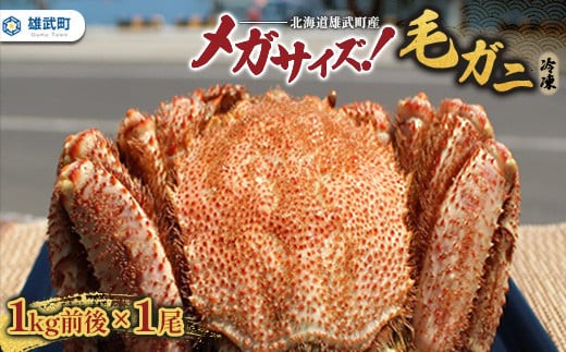 
                  北海道雄武町産メガサイズ！毛ガニ(冷凍)1kg前後×1尾【1237802】
                