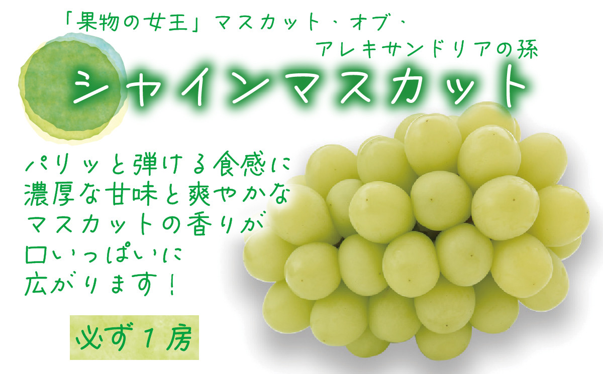 .花笑み農園　岡山の『松茸+シャインマスカット』秋の味覚セット【hana22】