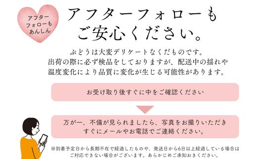 TK31-26A 【先行予約】 ぶどう2種セット （ナガノパープル・クイーンルージュ®） 約2kg ／ 2026年9月中旬～10月中旬頃 配送予定 // 長野県 南信州 種なし 葡萄 セット ナガノパ