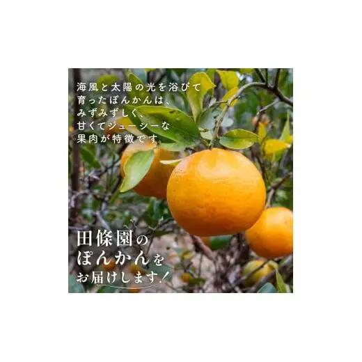 【先行予約】 【早期受付】 ぽんかん 10kg 訳あり 2027年2月より順次発送 須崎市