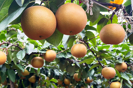 【2026年先行予約】新潟県産和梨 あきづき 約5kg《9月中旬～順次出荷》西村農園