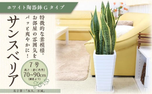 【観葉植物】サンスベリア 7号 ホワイト陶器鉢 Gタイプ 高さ:約70～ 90cm 土の表面：ウッドチップ 【観葉植物 植物 鉢付 インテリア 部屋 室内 オフィス 癒し エコ グリーン マイナスイオン リラックス オシャレ おしゃれ ギフト プレゼント 贈り物 人気 おすすめ  福岡県筑前町 送料無料 AG014】