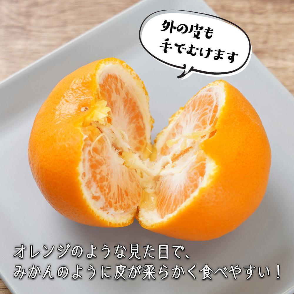 はれひめ（ミカンの希少種） 秀品  約5ｋｇ（25個～30個入）［先行予約］［2025年12月中旬頃から発送］［KG3］　XM90003_イメージ3