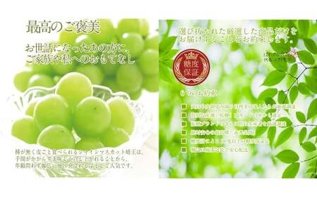 赤秀ぶどう プレミアム シャインマスカット 晴王 1房 約600g 【先行予約：2026年9月上旬～10月下旬発送予定2回定期便】 船穂産 赤秀品以上 皮ごと食べる みずみずしい 糖度保証 岡山県産 