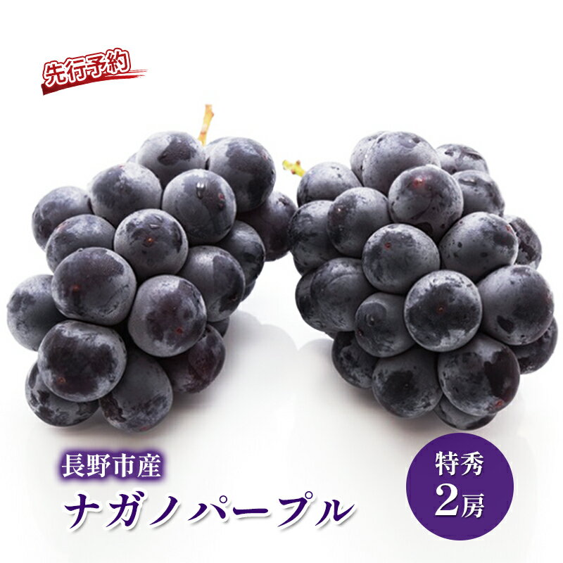 【ふるさと納税】2026年産先行予約 ぶどう 先行予約 長野市産 ナガノパープル 特秀 2房 果物 ブドウ 葡萄 フルーツ デザート おやつ 種なし 大粒 信州 2026年秋発送　お届け：2026年9月上旬～10月下旬