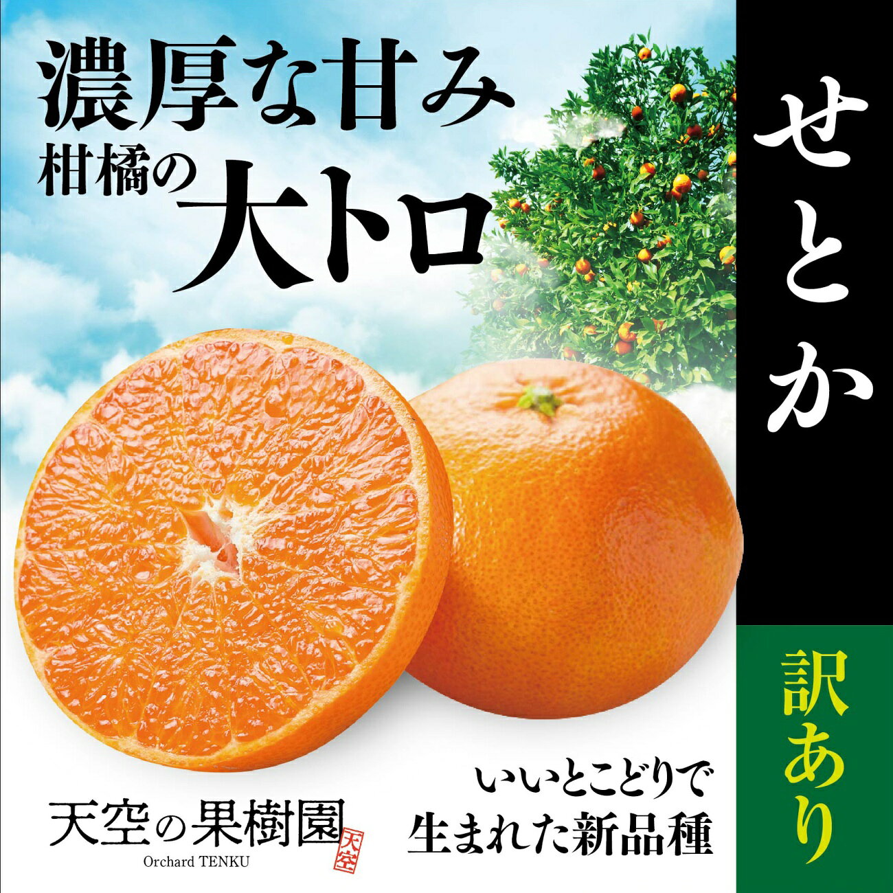 【ふるさと納税】【先行受付】天空の果樹園から届く そらせとか【訳あり】(2kg)_【95-10】【1757719】 YWTAQ013