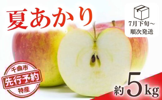【2025年先行予約】りんご 夏あかり(長野県オリジナル品種) 約5kg 林檎 りんご 長野県 千曲市 信州