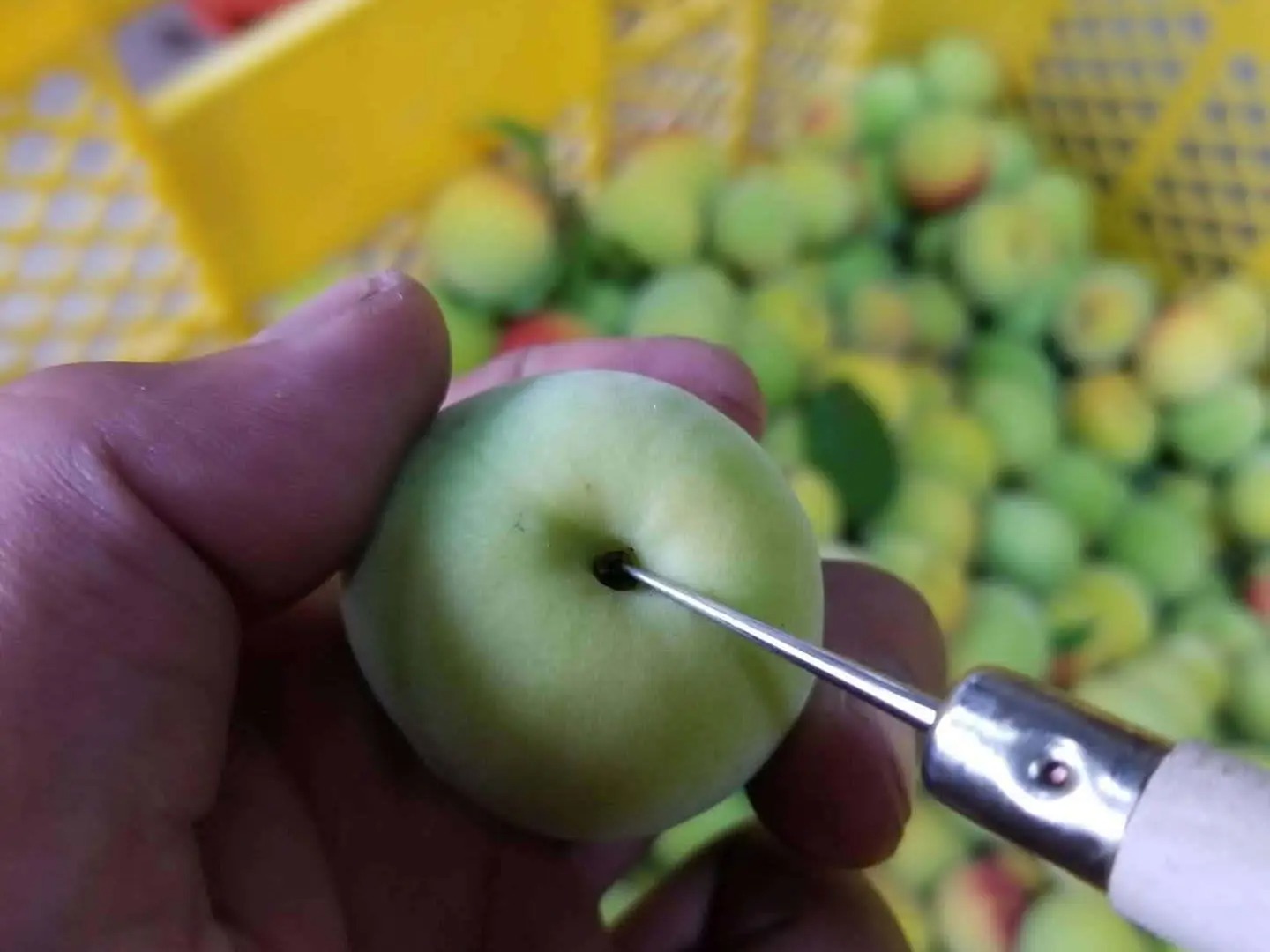 MH142-0003_【ふるさと納税】お家でうめしごと。☆梅シロップkit☆ 秋 旬