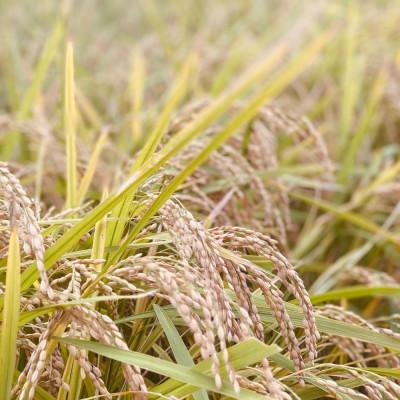 ふるさと納税 基山町 【令和7年新米】ちぎり米 5kg(「さがびより」、「ヒノヒカリ」、「夢しずく」から1種類 選択不可) |  | 03