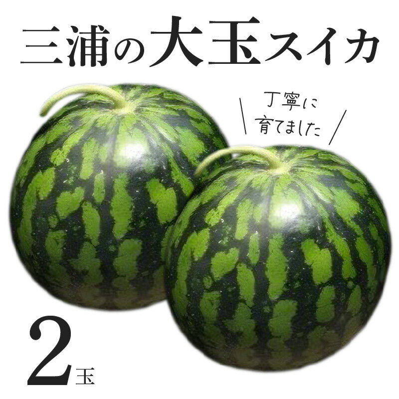 【ふるさと納税】 三浦 の 大玉スイカ 2玉 丁寧に育てました スイカ 大玉 赤い彗星 甘い 甘味 果物 フルーツ デザート 西瓜 期間限定 数量限定 おいしい 田中農園 SAYURAN ふるさと納税 神奈川 三浦市 おすすめ ランキング プレゼント ギフト